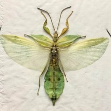 Phyllium philippinicum bastone usato  Spedire a Italy