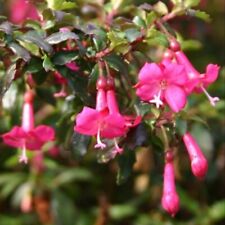 Fuchsia microphylla plug for sale  LONDON