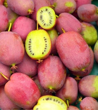 Bayern kiwi weiki gebraucht kaufen  Essen