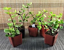 Live plants beginners for sale  Pomona