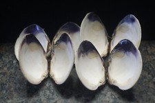 Wampum quahog shells for sale  Narragansett