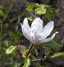Magnolie cecil nice gebraucht kaufen Magnolie cecil nice gebraucht kaufen  Bad Zwischenahn