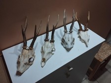 Trophees massacres chevreuils d'occasion  France
