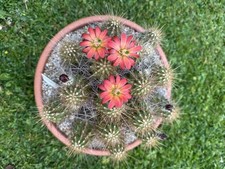 Echinocereus mombergerianus ca for sale  LLANFAIRPWLLGWYNGYLL
