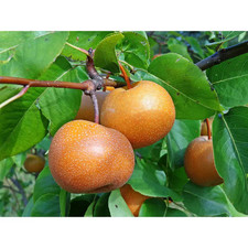 Dwarf chojuro asian for sale  Los Angeles