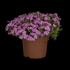 Phlox subulata zwergenteppich gebraucht kaufen  Deutschland