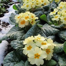 Primrose mini plug for sale  LONDON