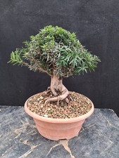 Bonsai taxus tasso usato  Montevarchi