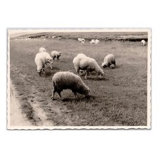 Flock sheep grazing for sale  Portland