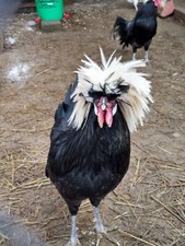 Buy get hatching for sale  Ekron