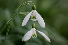 Galanthus orleton 1 for sale  BURY ST. EDMUNDS