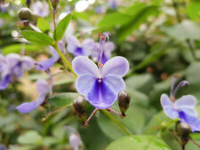 Blue butterfly plant for sale  Danielson