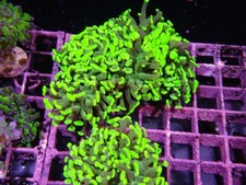 Head hammer coral for sale  CLACTON-ON-SEA