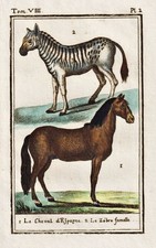 Pferd horse cheval gebraucht kaufen  Seubersdorf