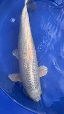 Purachina 45cm japanese for sale  DARTFORD