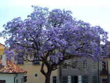 Paulownia tomentosa 250 for sale  GODALMING