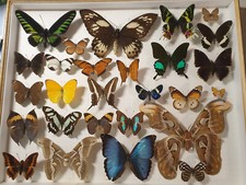 schmetterlinge schaukasten gebraucht kaufen schmetterlinge schaukasten gebraucht kaufen Guben