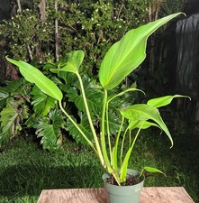 Monstera burle marx for sale  Hollywood