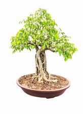Weeping fig bonsai for sale  Russell
