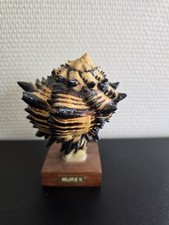 Coquillage murex vernis d'occasion  Savigny-le-Temple