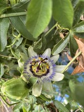 Possum purple passion for sale  Buxton