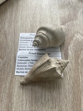 Fossil gasropods volutidae for sale  STALYBRIDGE