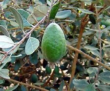 Pineapple guava tropical for sale  Norwalk