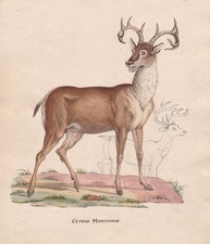 Deer deer cerf d'occasion  Expédié en Belgium