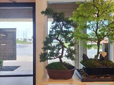 Live bonsai tree for sale  Kansas City