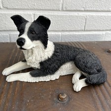 Border collie regency for sale  BIRMINGHAM