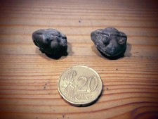 Trilobiten asaphus expansus gebraucht kaufen  Siek