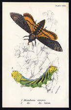 Antique print manduca d'occasion  Expédié en Belgium