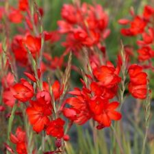 Hesperantha coccinea scarlet for sale  TRURO
