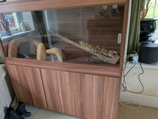 bearded dragon setup for sale bearded dragon setup for sale ABERYSTWYTH