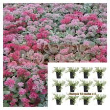 Sedum succulent vera for sale  Modesto