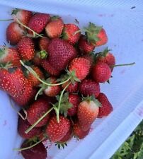 Sparkle junebearing strawberry for sale  Louisville