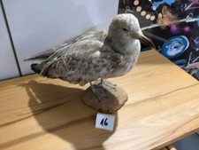 Tierpräparat vogel silbermöv gebraucht kaufen  Kiel