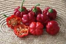 Capsicum peppers cheiro for sale  RUISLIP