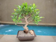 Extra large ficus for sale  Freeport