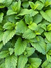 Peppermint plug plants for sale  PRESTON