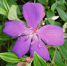 Purple glory tree for sale  Wauchula