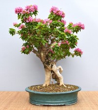 Bonsai mediterran drillingsblu gebraucht kaufen  Saarwellingen