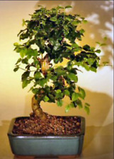 Ligustrum bonsai tree for sale  Sacramento