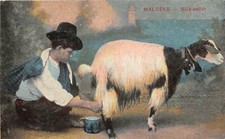 Lot malta maltese for sale  LONDON