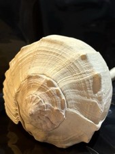White lightening whelk for sale  Conyers