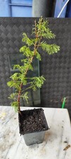 Dug metasequoia field for sale  LIVERPOOL