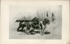 Cocker spaniel dogs for sale  COLEFORD