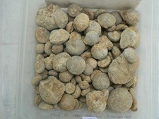 Lot oursin brut d'occasion  Pavilly