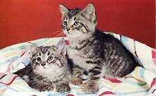 Adorable fluffy tabby for sale  Joshua