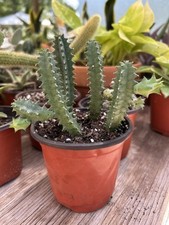 Lifesaver cactus live for sale  Seminole
